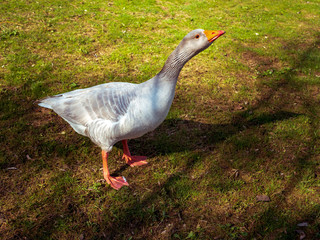 Swan protection his green field