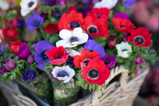 Springtime beautiful Anemone coronaria flowers in red, white, magenta, blue colors.