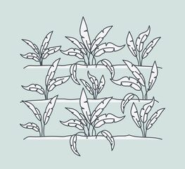 marine plants ecosystem scene