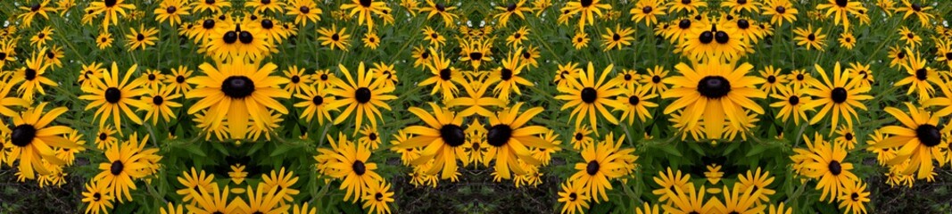 Fototapeta na wymiar Berlin Summer Flowers Symmetrical Impressions, Germany