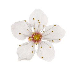  flowers cherry plum (Prunus cerasifera) Isolate on a white background