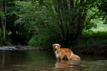 Obraz na płótnie Canvas the dog is standing in the water. Pet at the river in nature. Nova Scotia Duck Tolling Retriever, Toller