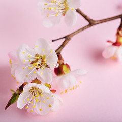 Blooming apricot branch