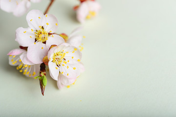 Blooming apricot branch