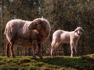 Fototapeta premium Young sheep family during Spring