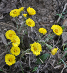 In nature, bloom early spring plant Tussilago farfara
