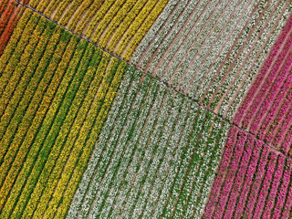 Aerial view of Carlsbad Flower Fields. tourist can enjoy hillsides of colorful Giant Ranunculus flowers during the annual bloom that runs March through mid May. Carlsbad, California, USA