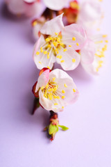 Blooming apricot branch