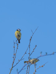 bird on a branch