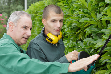 apprentice cutting a hedge
