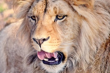 Katanga Lion Panthera Leo Bleyenberghi Head Closeup