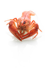 Red boiled crayfish isolated on white background