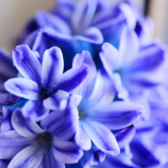 Violet hyacinth flowers