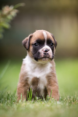 Hund Boxer Welpen im Garten