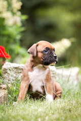 Boxer Welpe