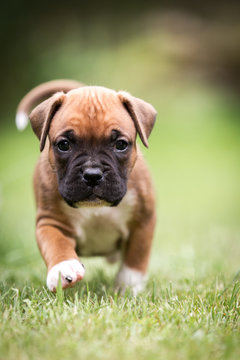 Hunderasse Rassehund Boxer Welpen im gr&uuml;nen Gras tapsig und niedlich auf Entdeckungstour
