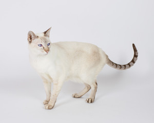 Super Cute Cat