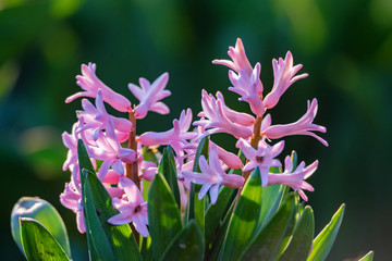 Beautiful pink Hyacinth flower blooming in nature close