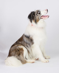 Fototapeta premium Super Cute Dog
