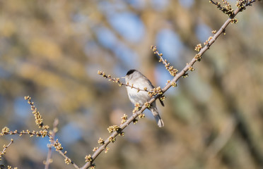 bird on a branch
