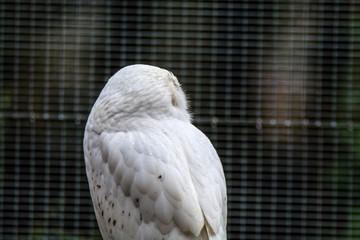Zoo / zu Hause