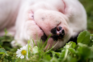 Boxer Welpen