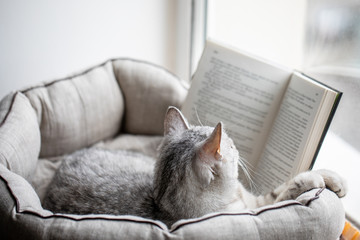 Cat reads a book on a window sill