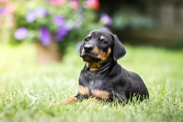 Doberman Welpen