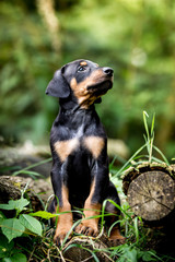 Obraz premium Doberman Welpen