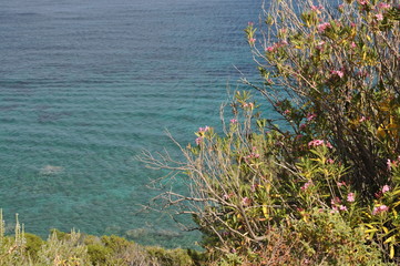 island of Elba sea and rocks