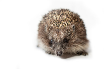 Funny hedgehog isolated on white