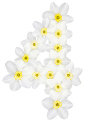 Numeral 4, four, from natural white flowers of Daffodil (narcissus), isolated on white background