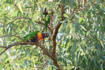 Obraz premium Rainbow lorikeet Papageien (Trichoglossus haematodus) in Australien
