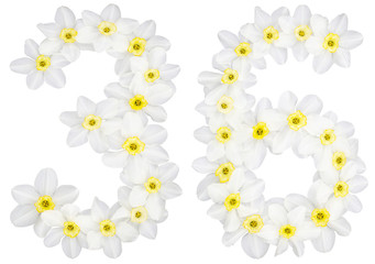 Numeral 36, thirty six, from natural white flowers of Daffodil (narcissus), isolated on white background