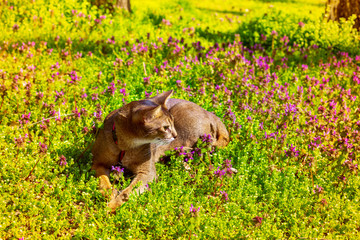 Abyssinian cat sitting in the grass with flowers in the sun