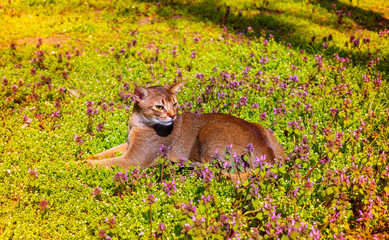 Abyssinian cat sitting in the grass with flowers in the sun