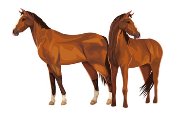 Obraz premium horse icon cartoon