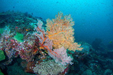 Large delicate seafans on a tropical coral reef