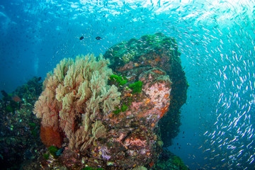 Naklejka na ściany i meble Large delicate seafans on a tropical coral reef