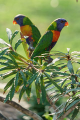 Rainbow lorikeet Papageien (Trichoglossus haematodus) in Australien