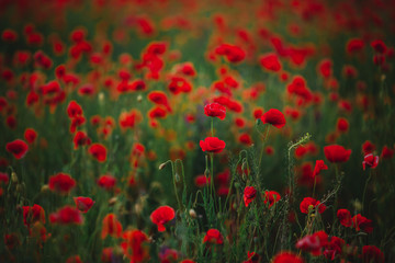 Red poppy flowers against the sky. Shallow depth of field.