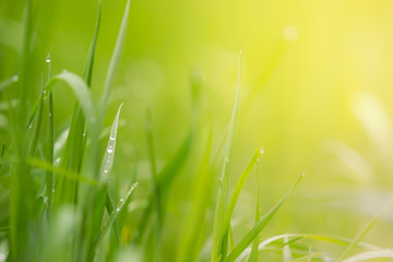 natural floral background, green grass with beautiful light