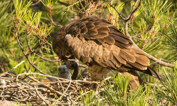 Short toed snake eagle feeding nestling with dead snake
