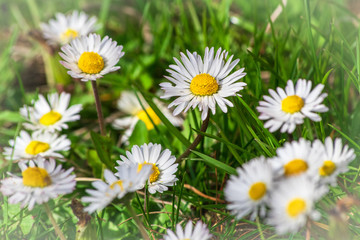 Obraz na płótnie Canvas Daisy flower or bellis perennis on the meadow
