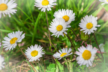 Obraz premium Daisy flower or bellis perennis on the meadow
