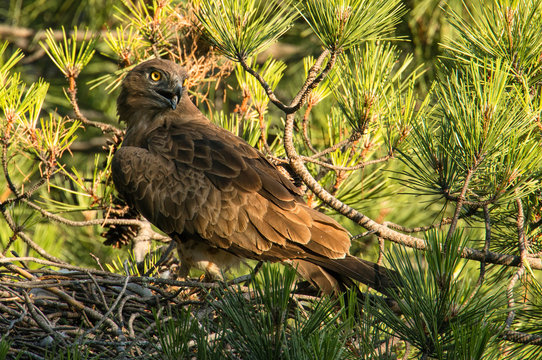 Furious wild eagle sitting near little bird and feeding in nest between coniferous twigs