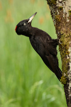 Side view of closeup wild woodpecker sitting on tree on blurred background
