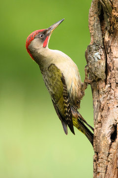 Green woodpecker sitting on tree
