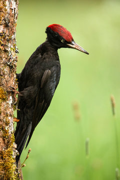 Side view of closeup wild woodpecker sitting on tree on blurred background