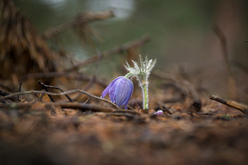 delicate lilac snowdrops with yellow pollen close. first spring flower